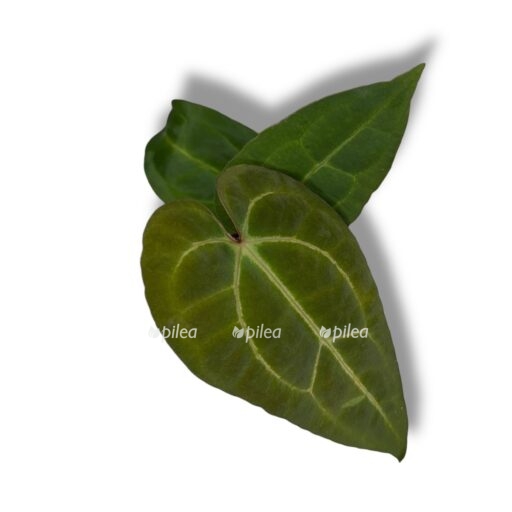anthurium dark mama e1769443130120