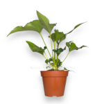anthurium ferrierense crisped