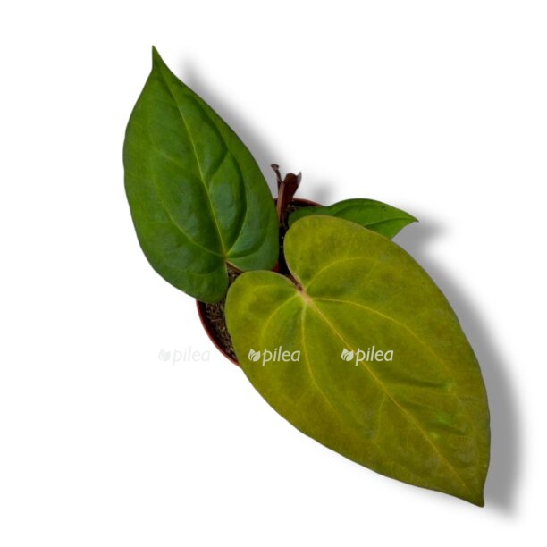 anthurium goliath e1769444262510