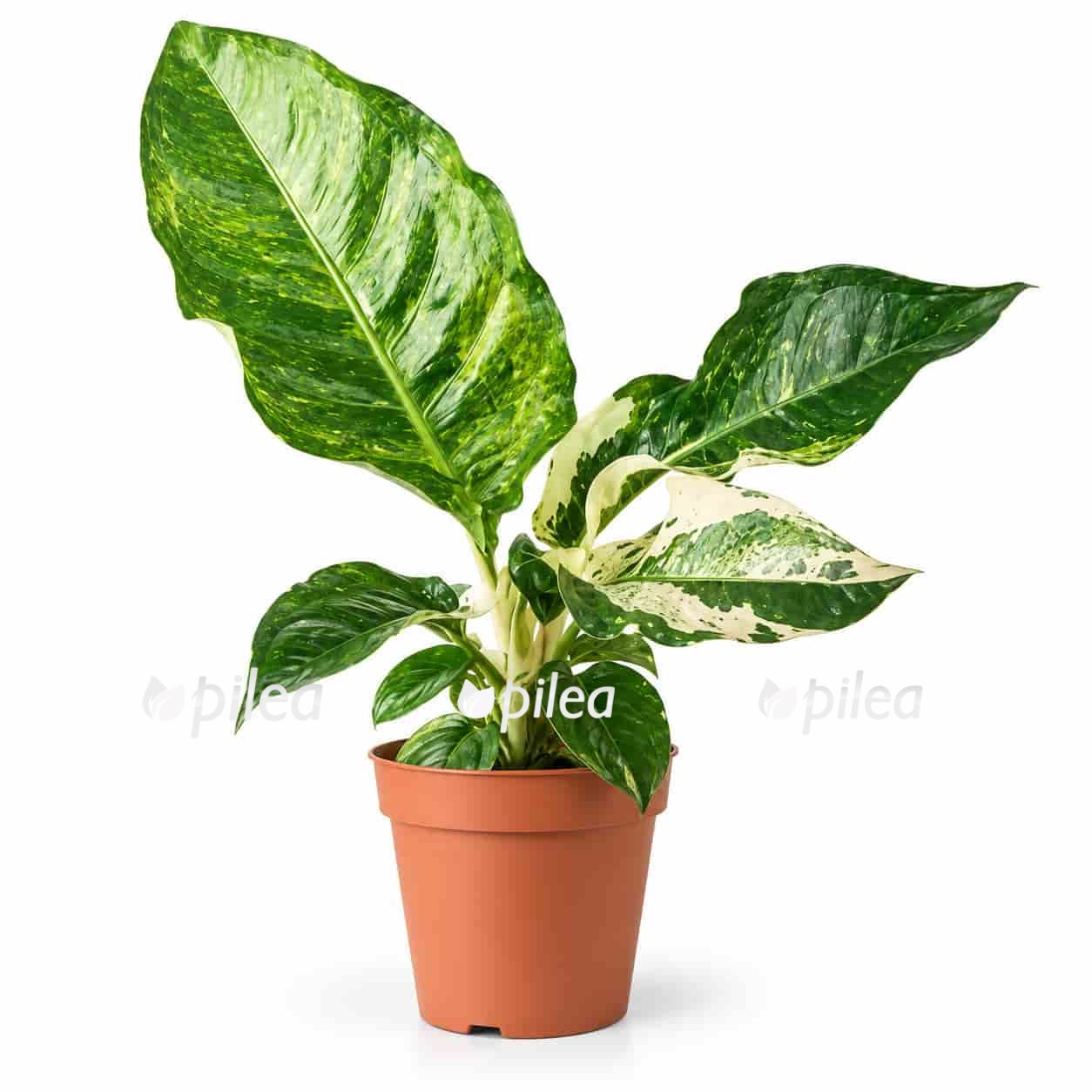 anthurium-hukeri-variegata anthurium hukeri variegata