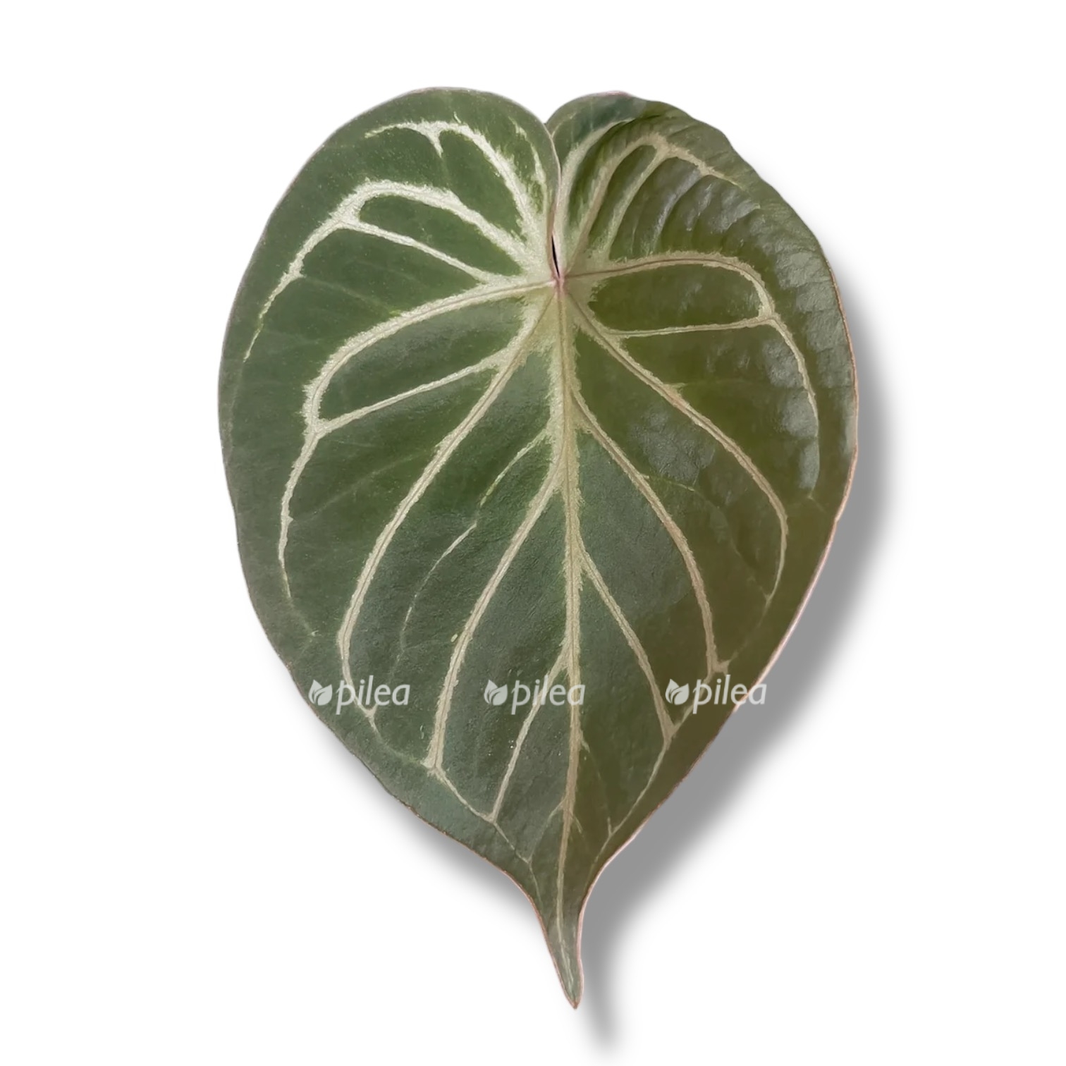 anthurium king of spades x forgetti