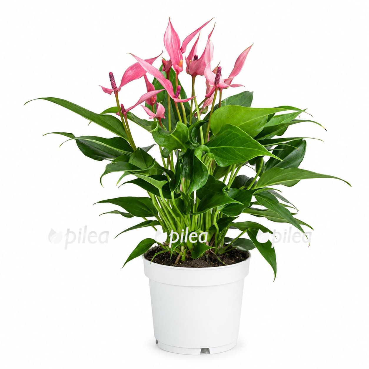 anthurium lilli pink