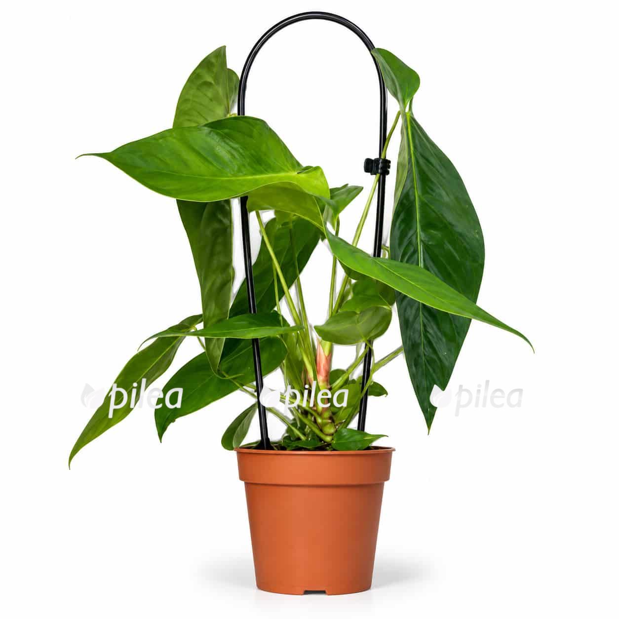 anthurium queremalense