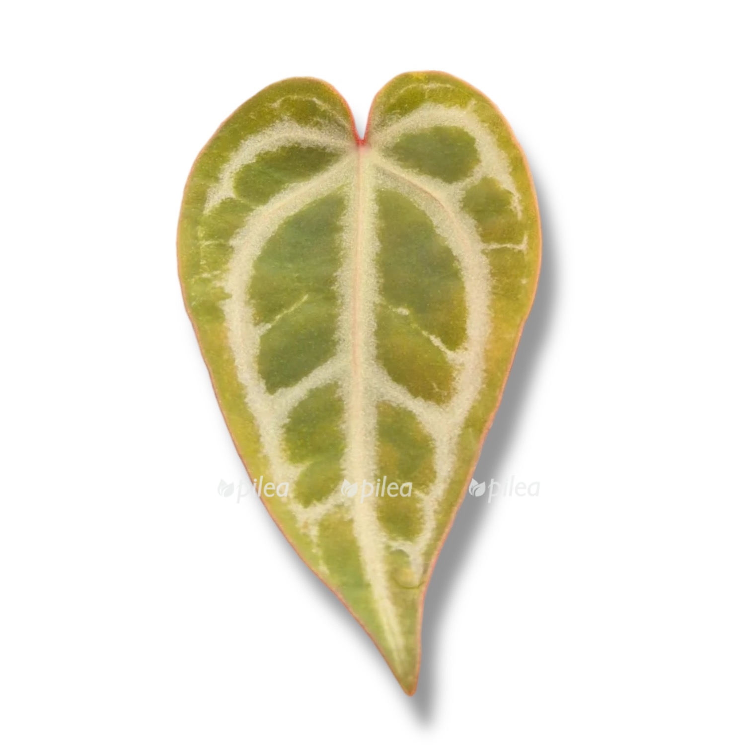 anthurium snow queen