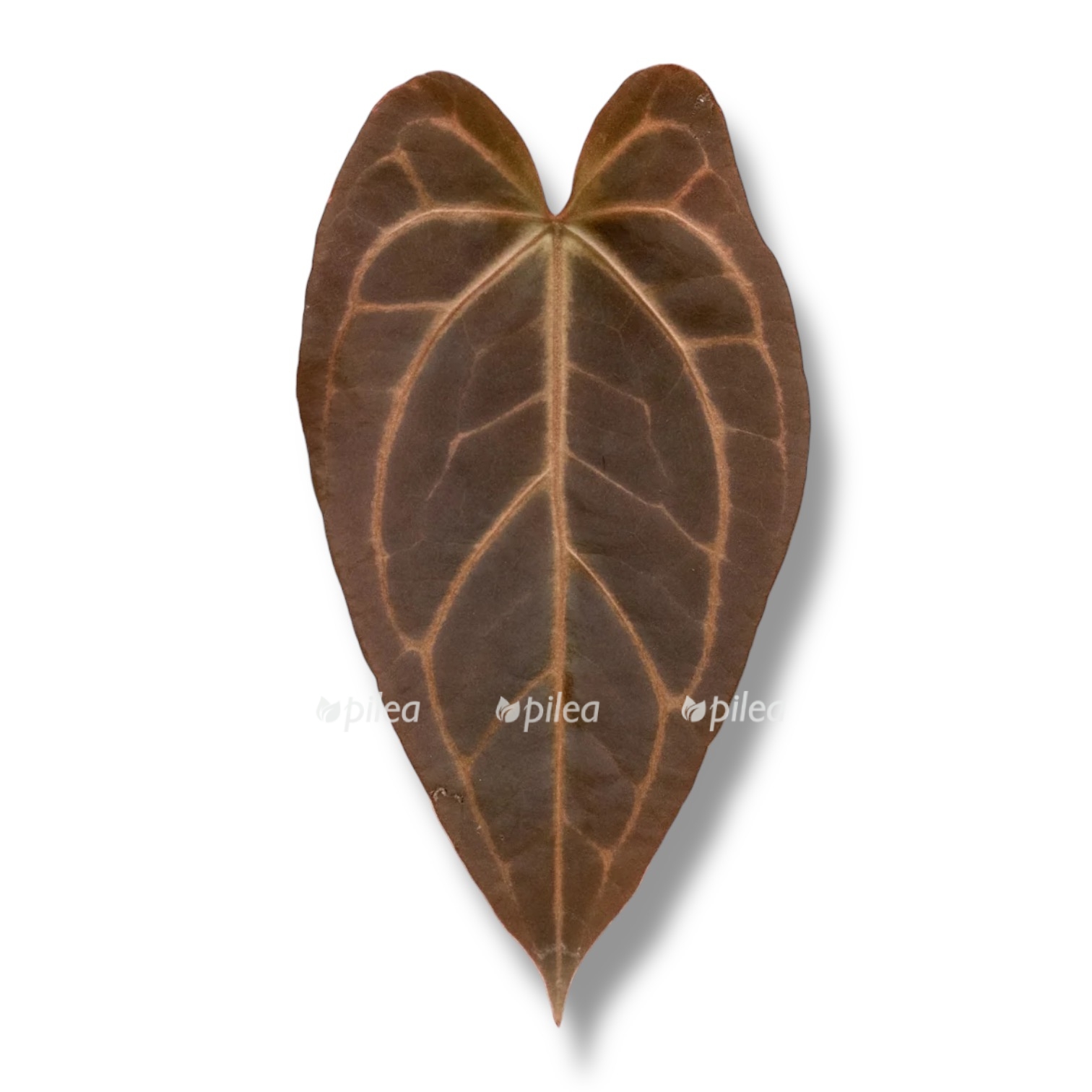 anthurium sweet home