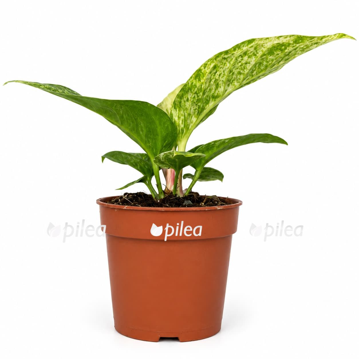 anthurium variegata