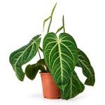 anthurium villenaorum