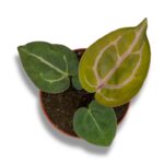 anthurium zara michelle red krei