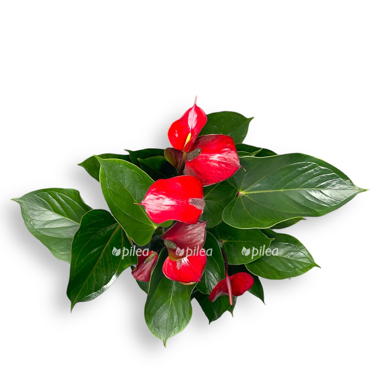 anturium andreanum ajdaho 1