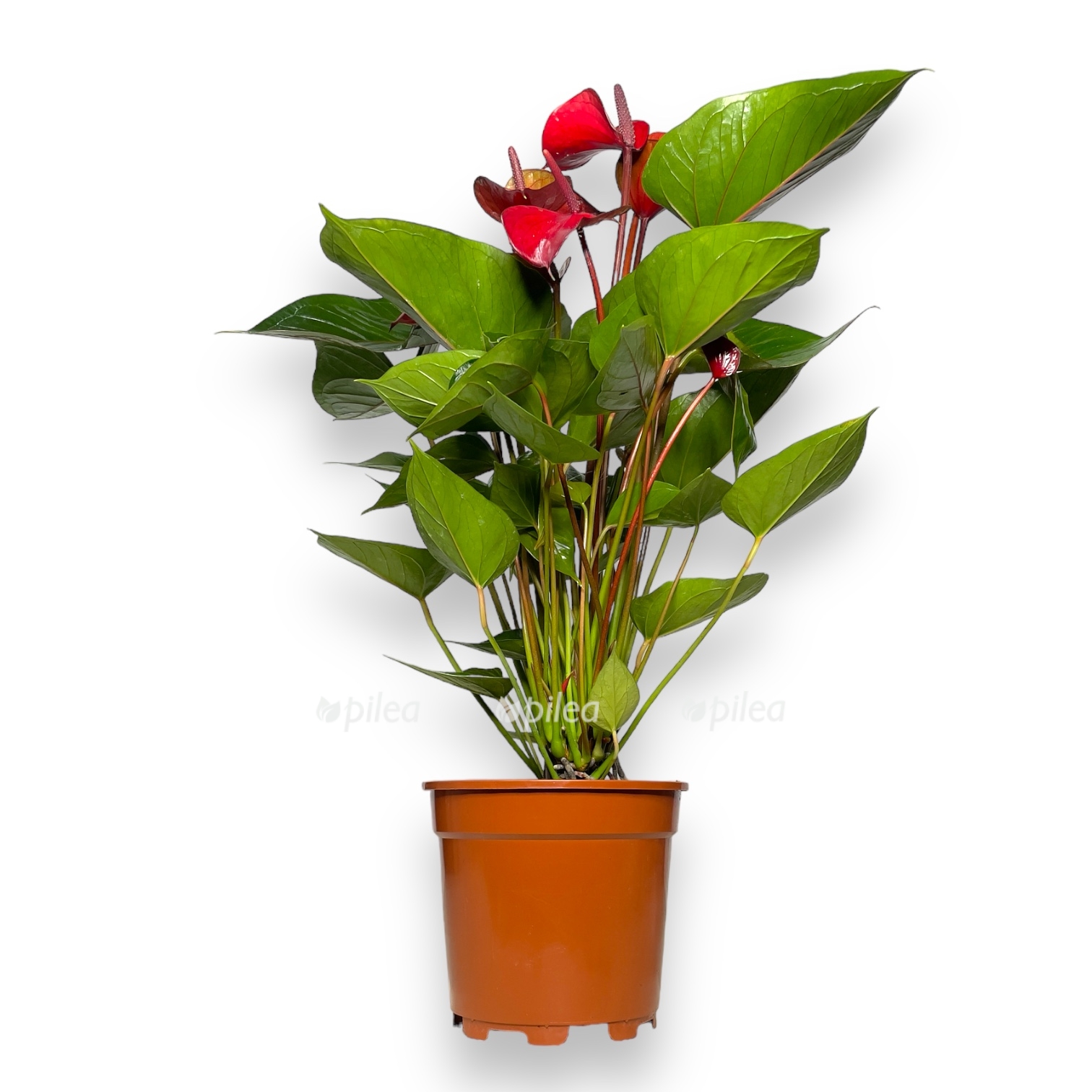 anturium andreanum ajdaho