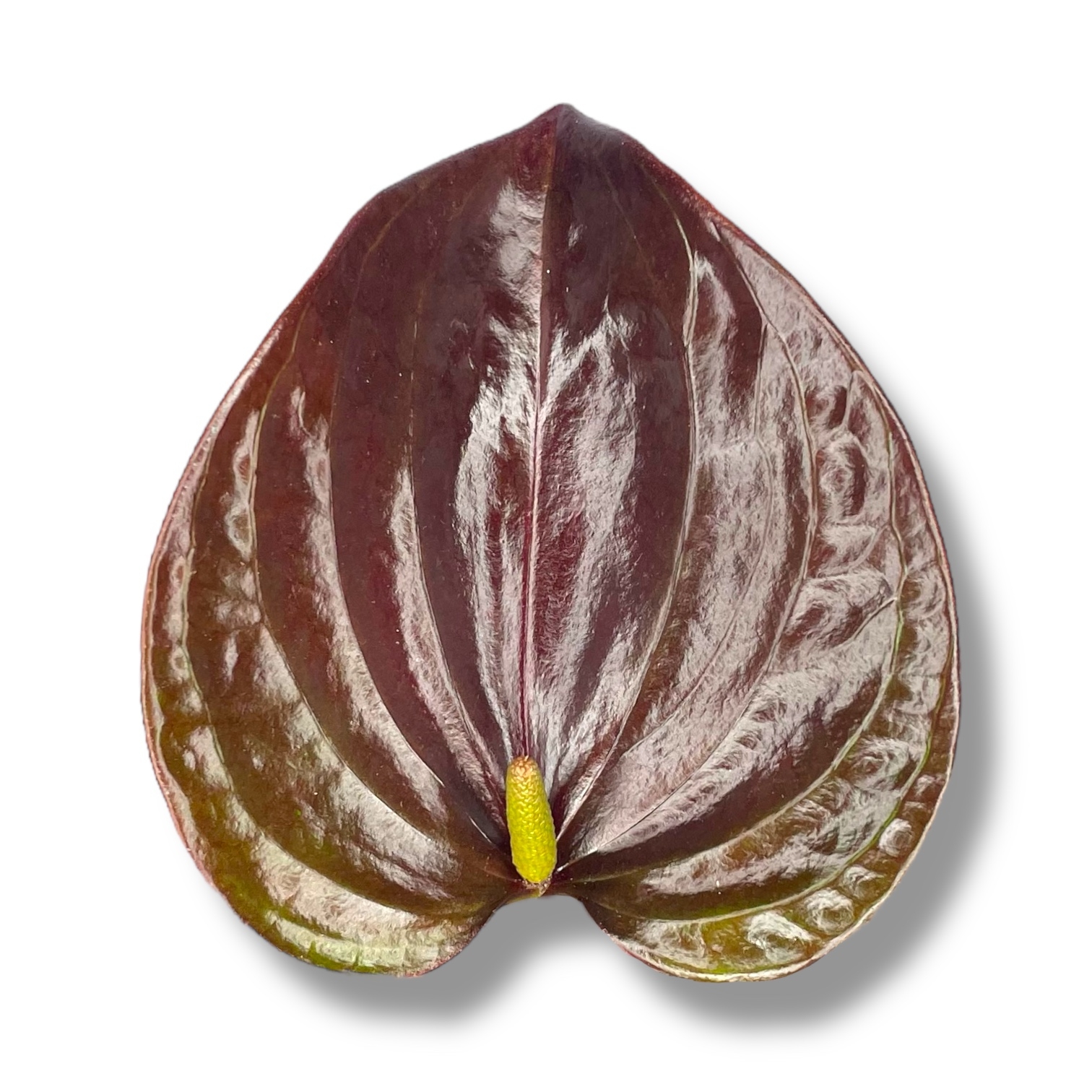 anturium andreanum chelsi shokolad.