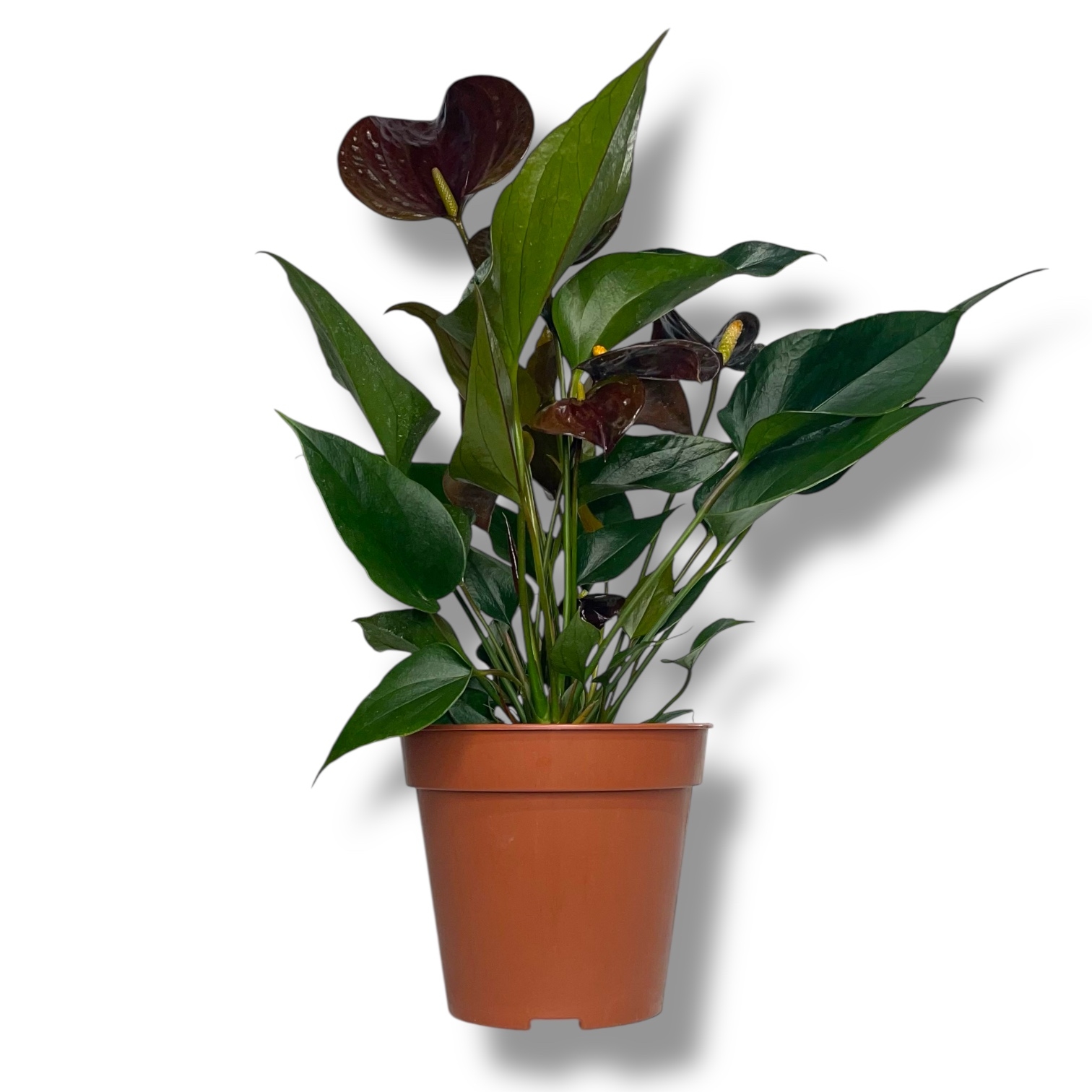 anturium andreanum chelsi shokolad