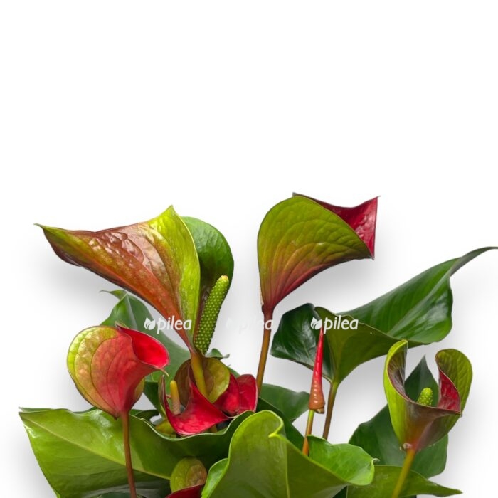 anturium andreanum dinamit red 1 e1697819750105