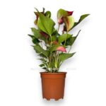 anturium andreanum dinamit red e1697819732970