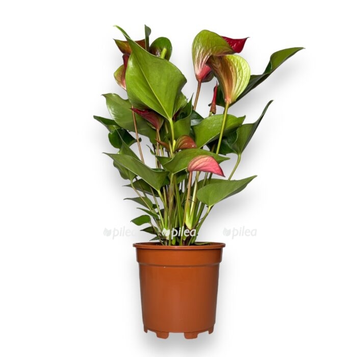 anturium andreanum dinamit red e1697819732970