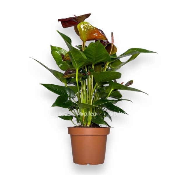 anturium andreanum essenciya 1 1 e1698772390809