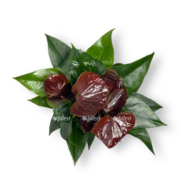 anturium andreanum essenciya e1698772400920