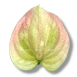 anturium andreanum fentezi sprajt