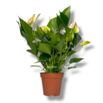 anturium andreanum fentezi sprajt 1 1