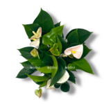 anturium andreanum fentezi sprajt