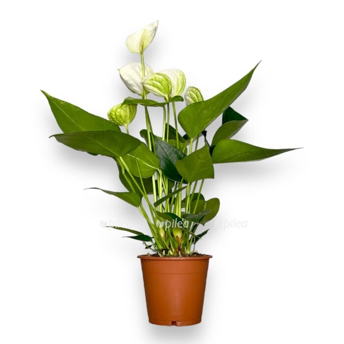 anturium andreanum kokos e1697898619508