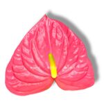 anturium andreanum kolorado
