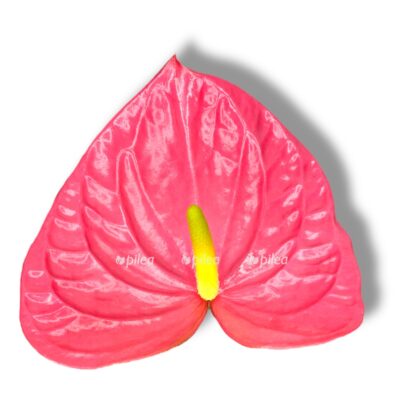 anturium andreanum kolorado