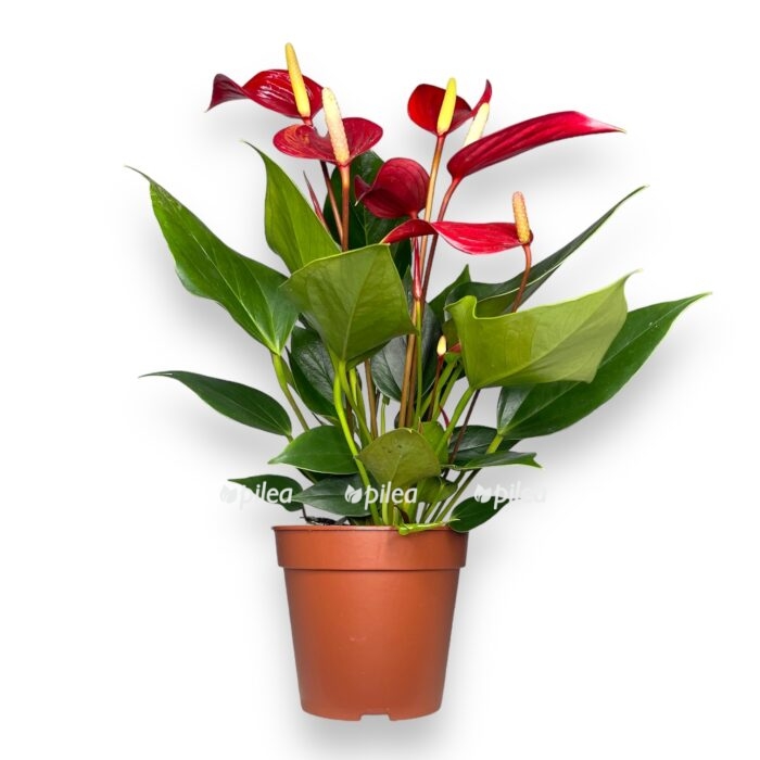 anturium andreanum lava e1716915787552