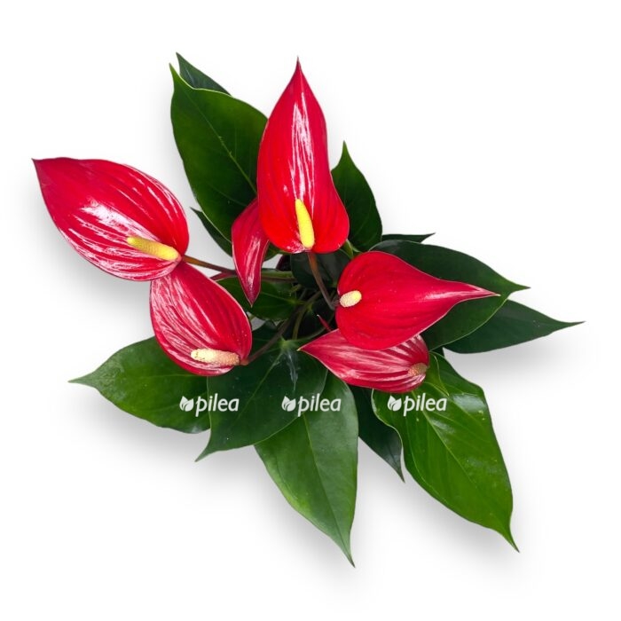 anturium andreanum lava e1716915795887