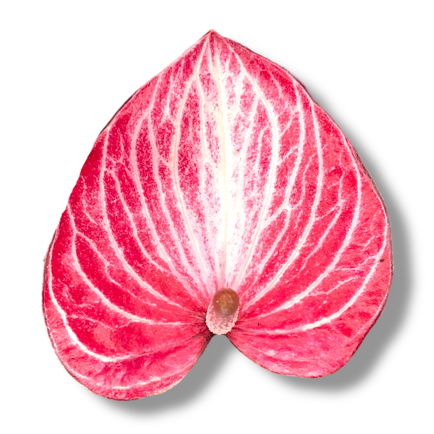 anturium andreanum livium rubi