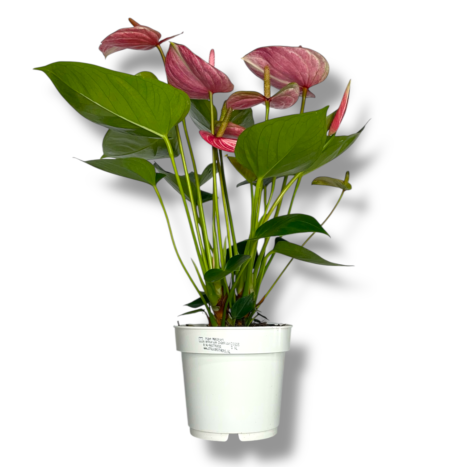 anturium andreanum livium rubi