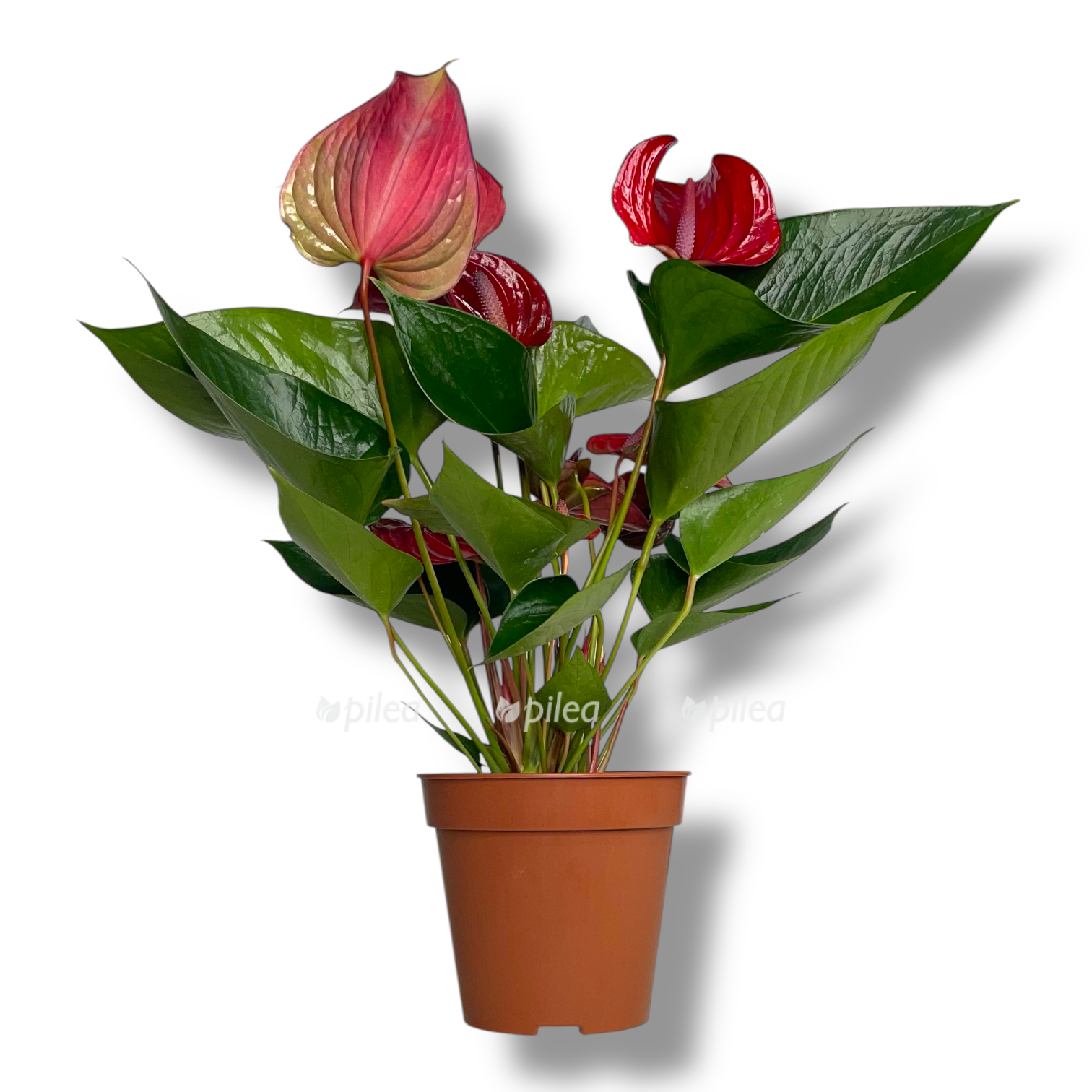 anturium andreanum pikanta red