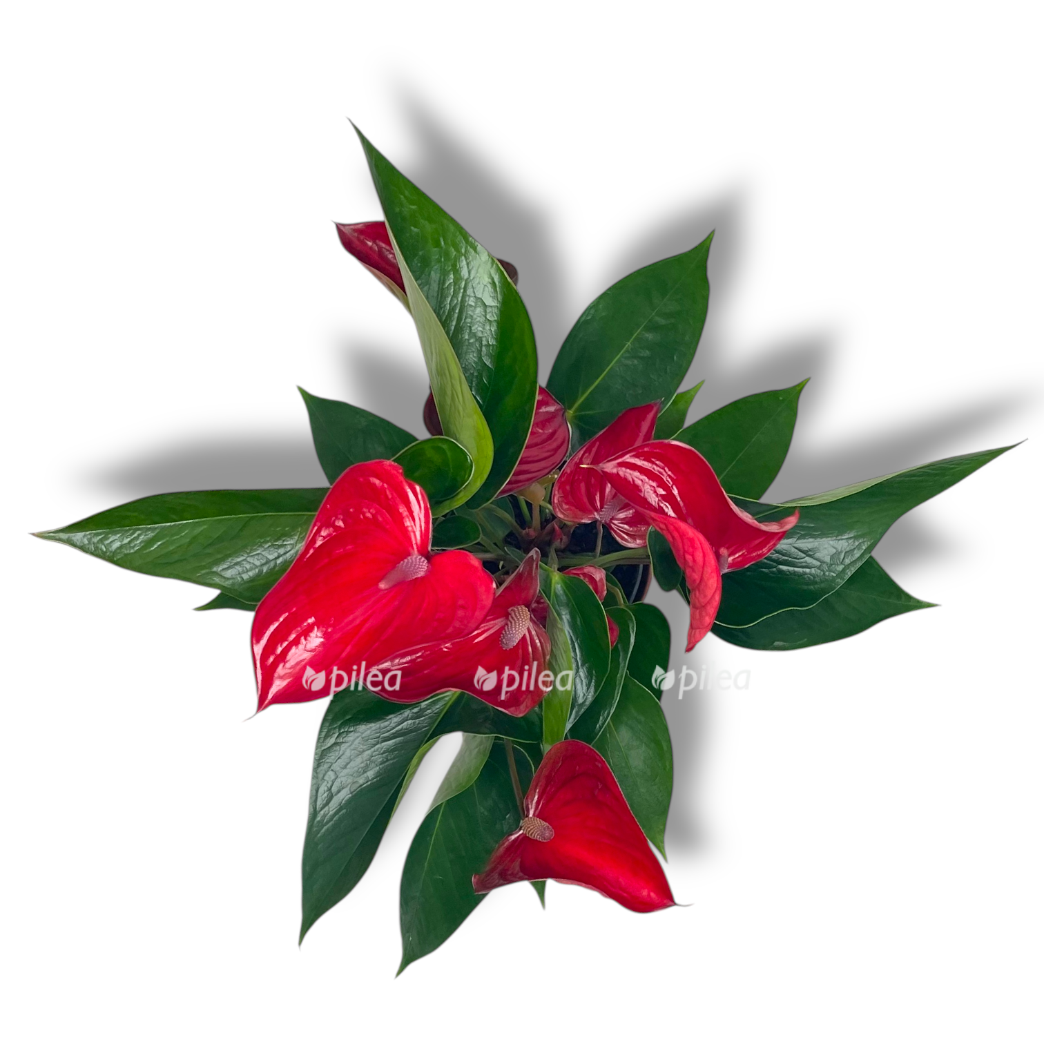 anturium andreanum pikanta red