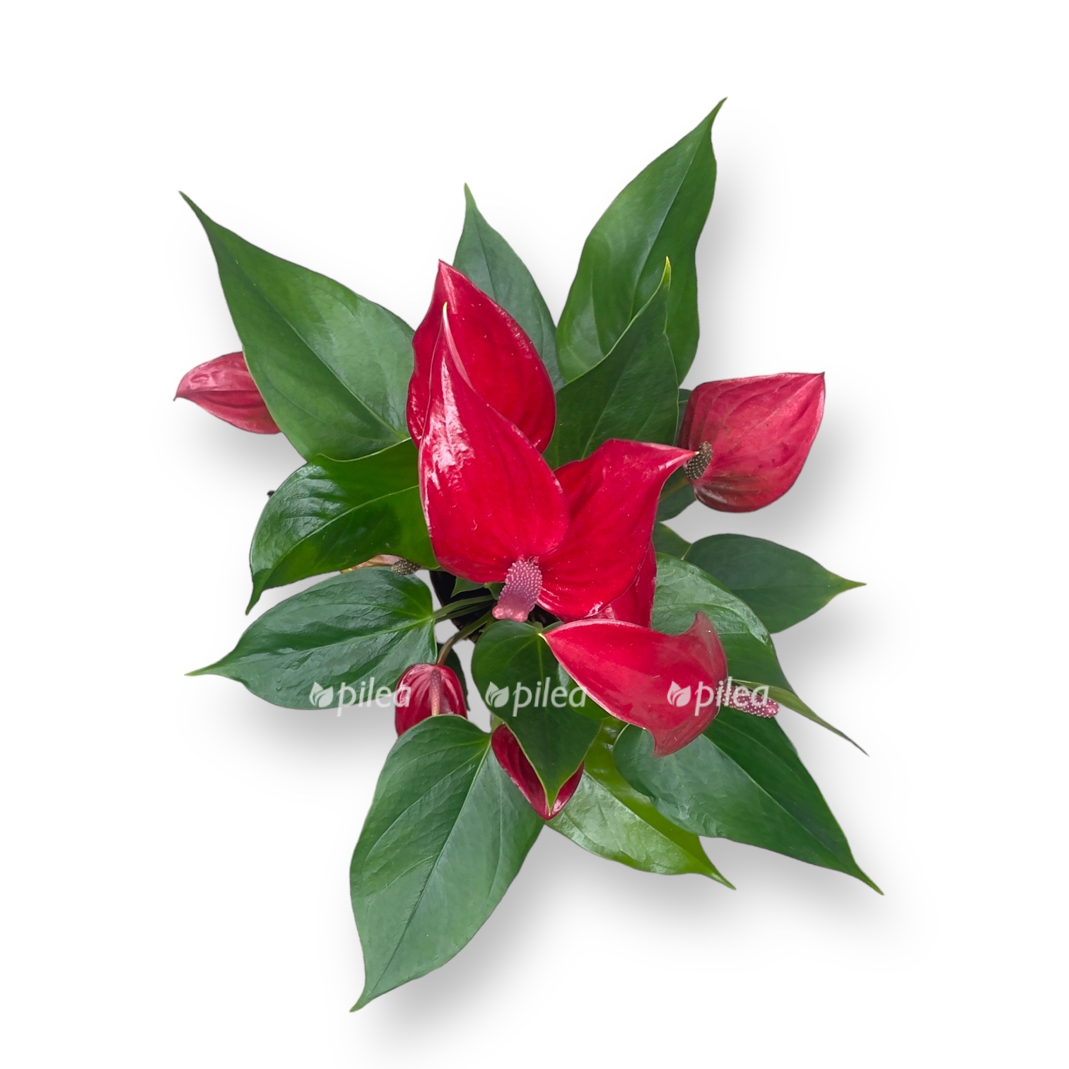 anturium andrianum lava