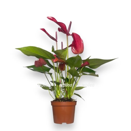 anturium andrianum lava e1769249312883