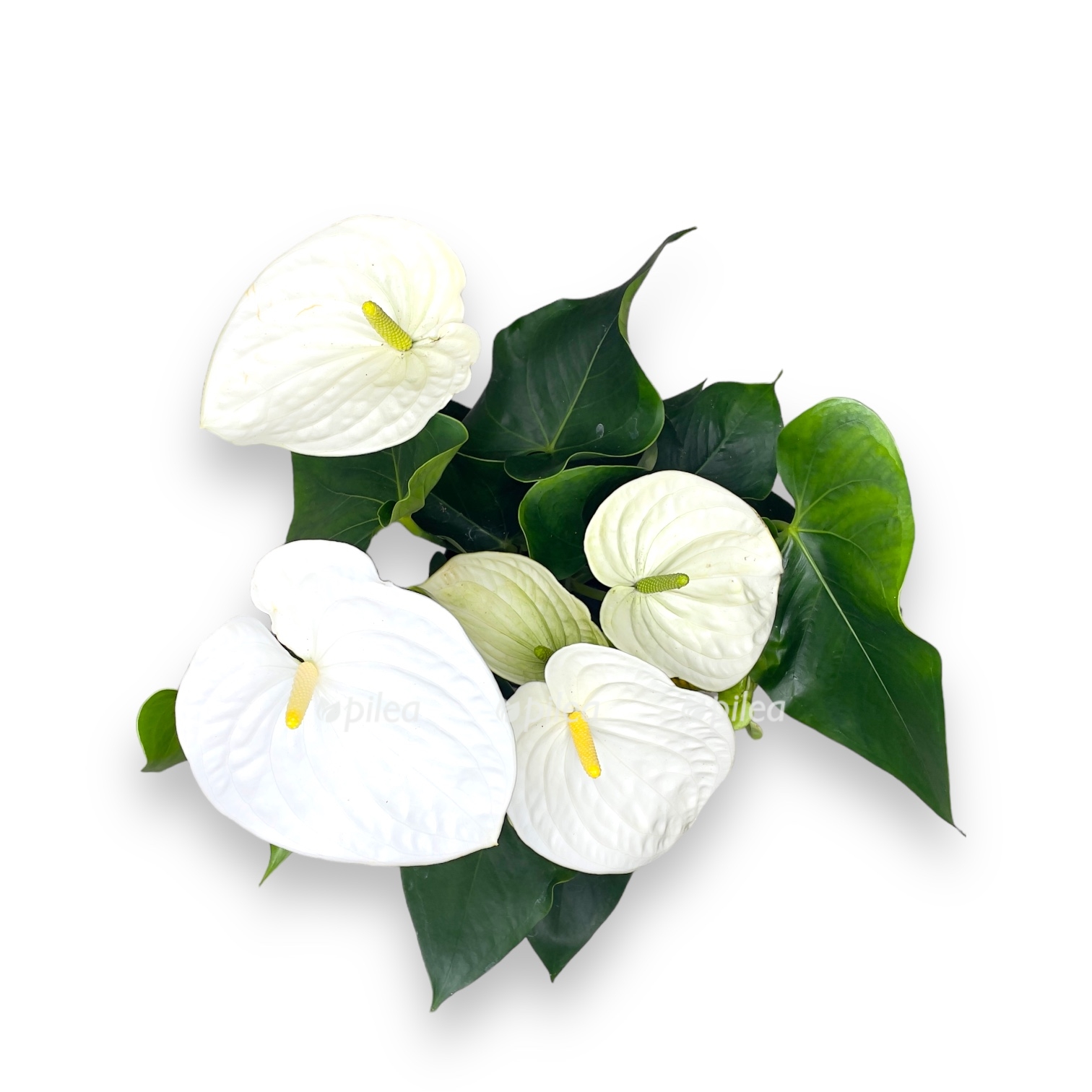 anturium andrianum samora d17 sm