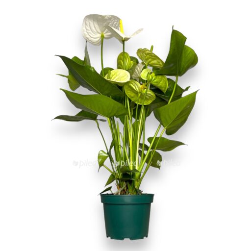 anturium andrianum samora e1769419319816