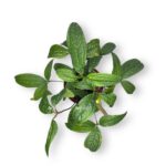 anturium arisamoides e1729084153598