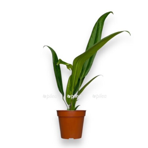 anturium bejkera e1736410535522