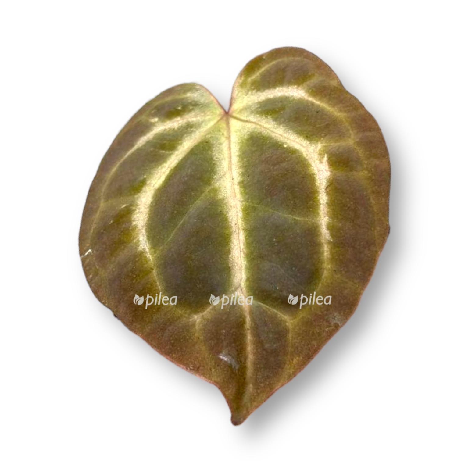 anturium besseya zara mishel 1