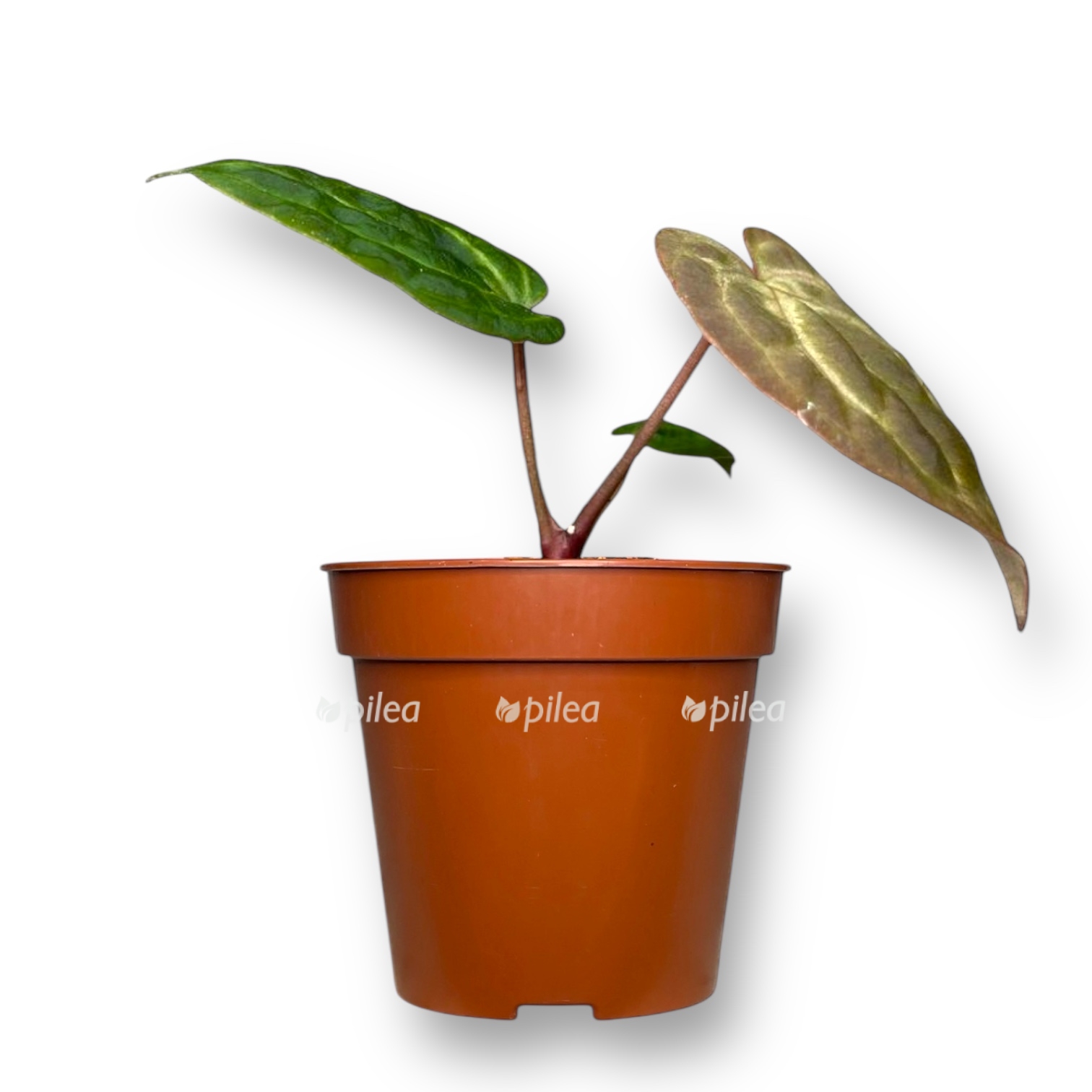 anturium besseya zara mishel