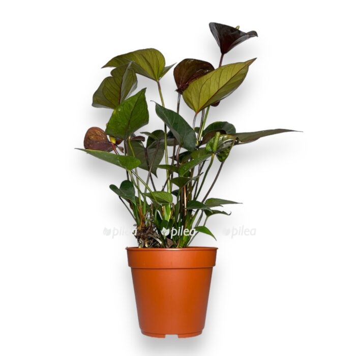 anturium blek lav e1706901439128