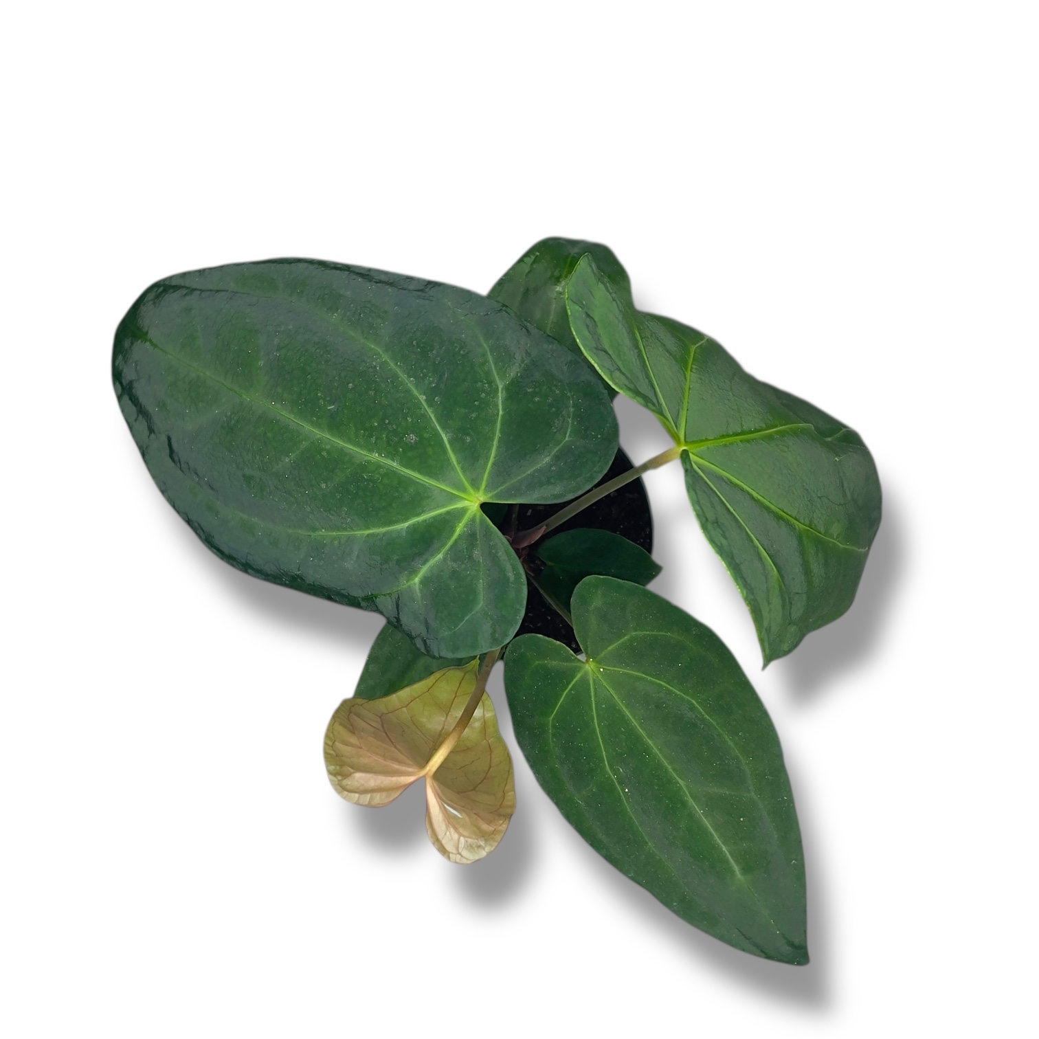 anturium dark feniks