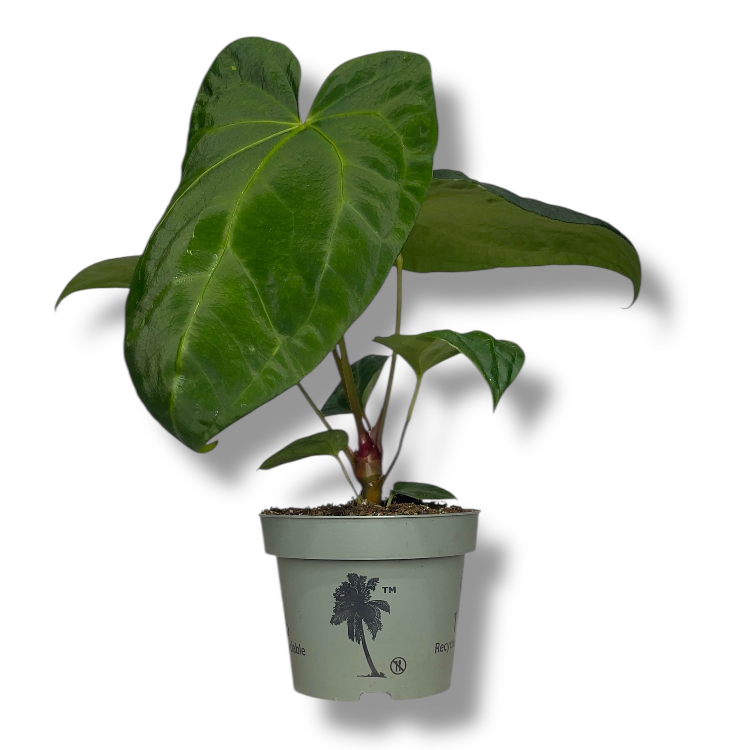 anturium dark feniks 1