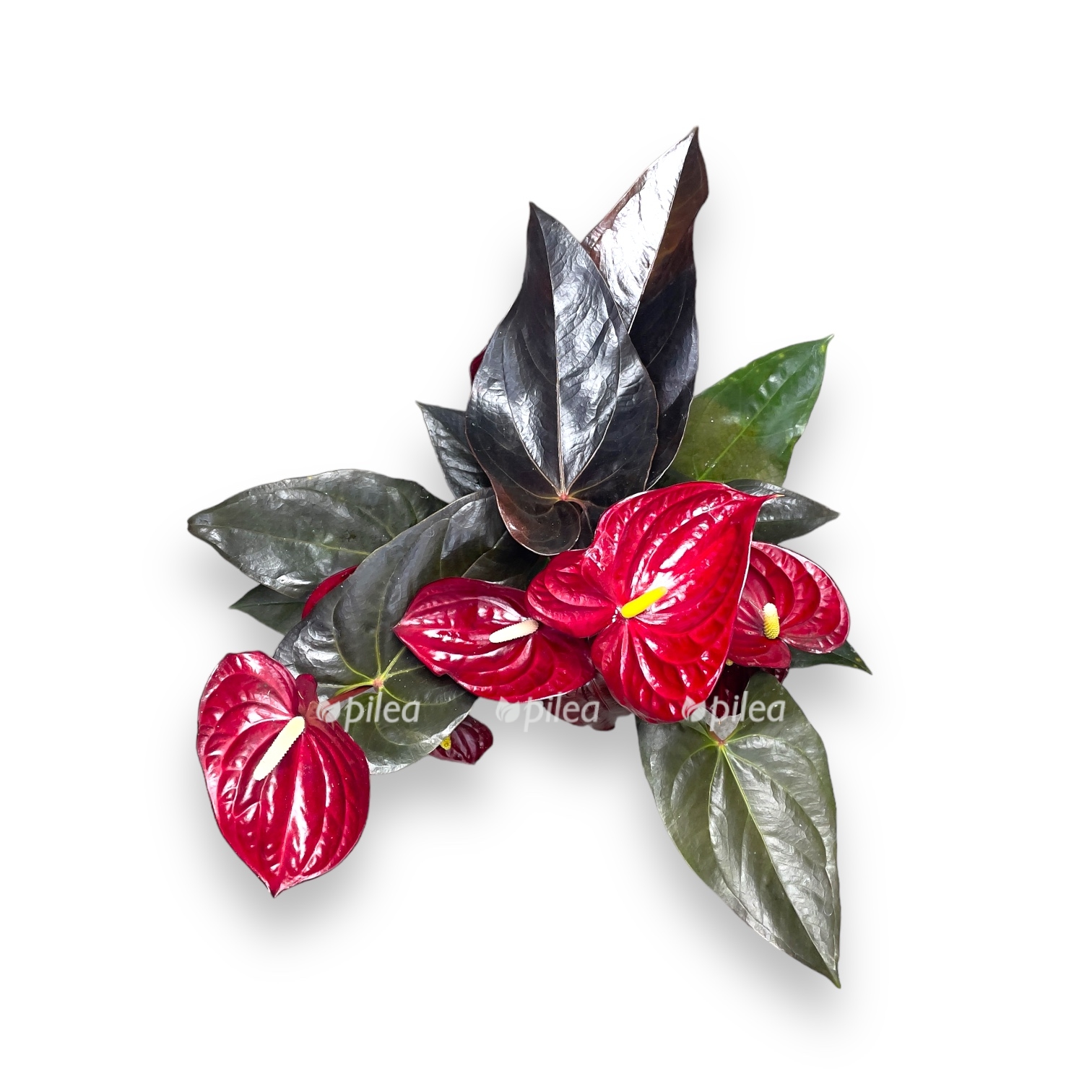 anturium delikata d17 sm 1 1