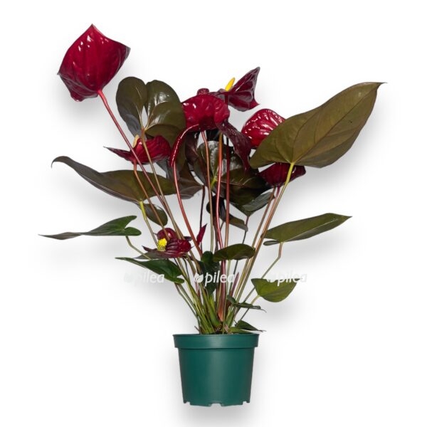 anturium delikata d17 sm e1724517255214