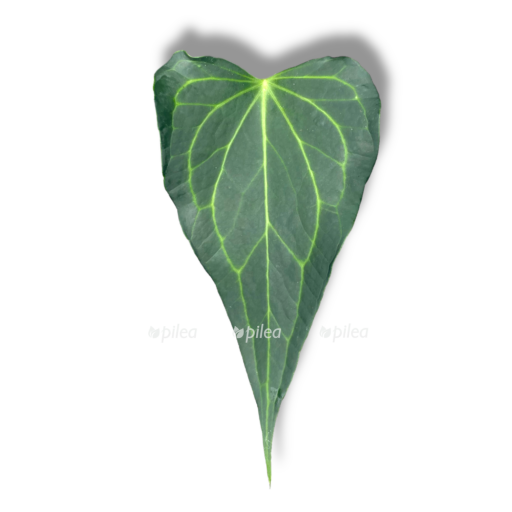 anturium delta fors 1 1 e1768038212719