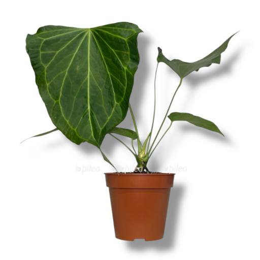 anturium delta fors e1768038200356