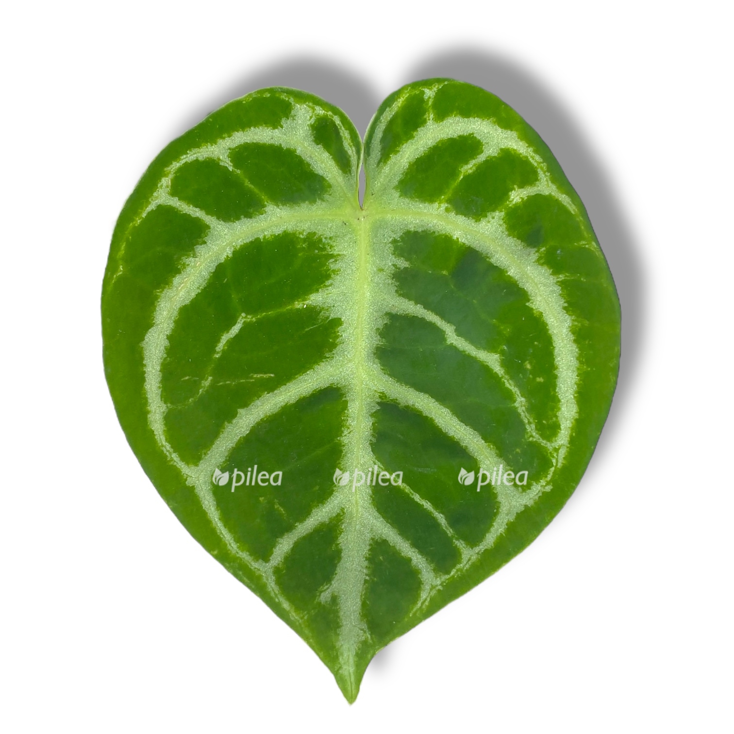 anturium dorayaki silver 1 1