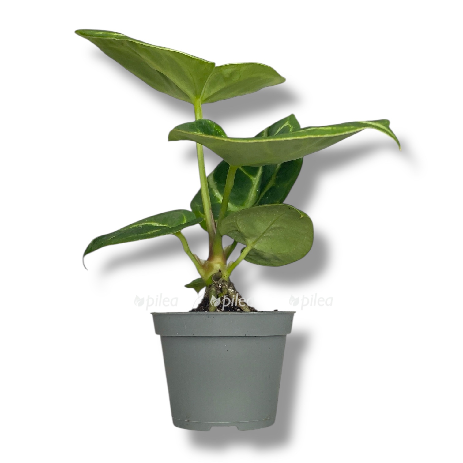 anturium dorayaki silver 1